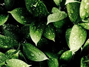 close up of green leaves with droplets of water