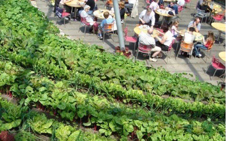 green leafy vegetables growing with cafe and people eating and sitting