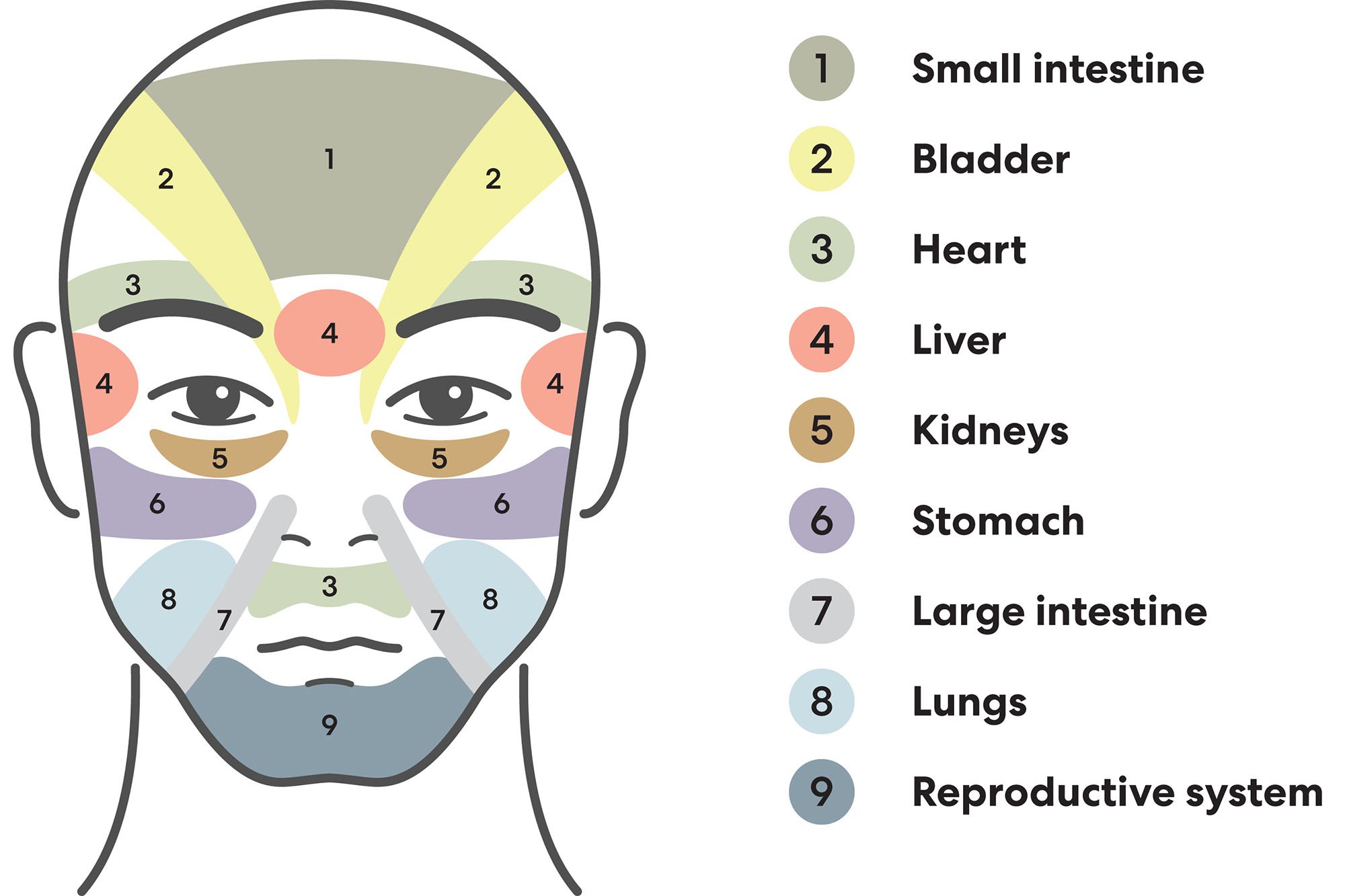 graphic for acupuncture face diagnosis