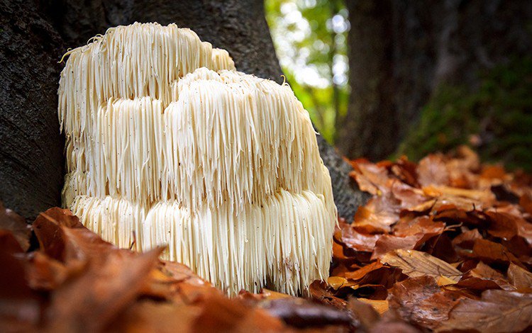 Lions Mane Mushroom Endeavour College